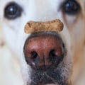 Is veganistisch hondenvoer duur?